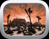 Joshua Tree